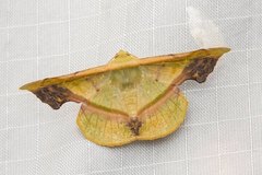 Fascellina plagiata