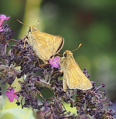 Atalopedes campestris