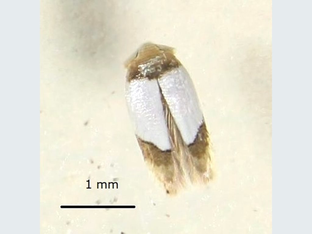 Opostega scoliozona