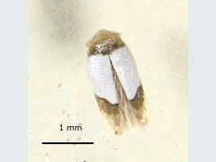 Opostega scoliozona