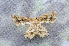 Fritillerinnys clathraria