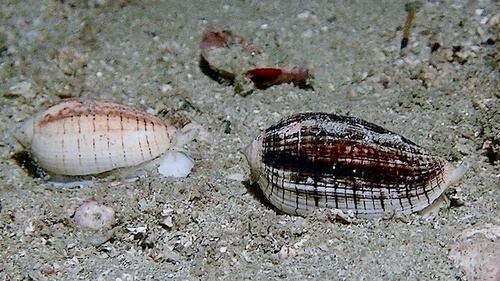 Pterygia undulosa observed 2024-11-17