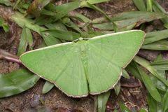 Ornithospila bipunctata