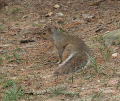 Sciurus carolinensis