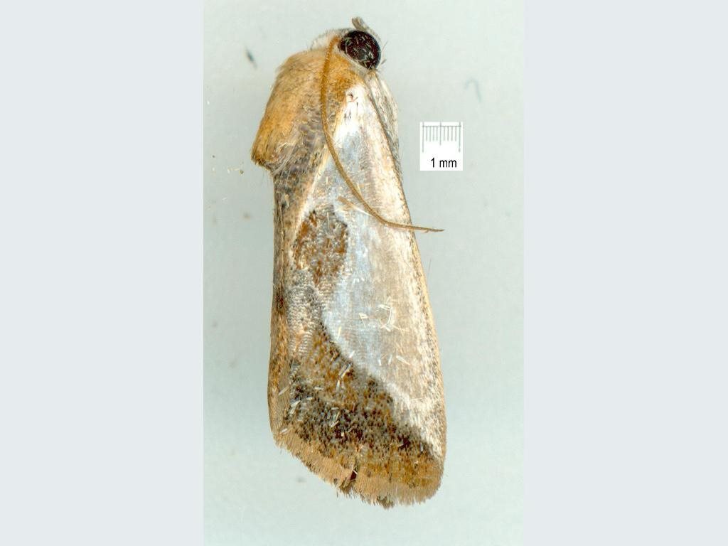 Westermannia concha
