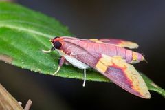 Pachynoa purpuralis