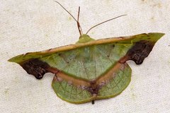 Fascellina plagiata