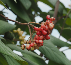 Viburnum rhytidophyllum