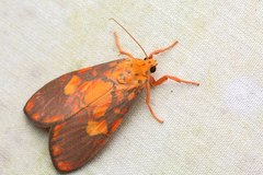 Ammatho cuneonotatus