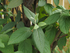 Viburnum rhytidophyllum