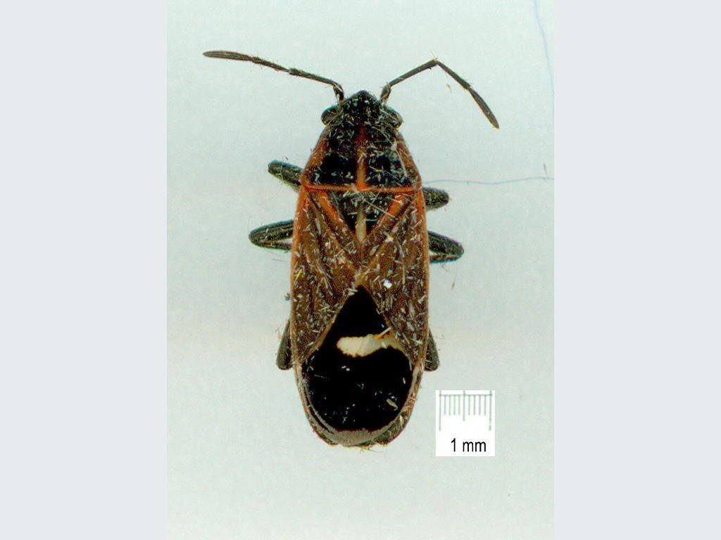 Aspilocoryphus australicus