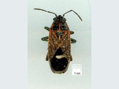 Aspilocoryphus australicus