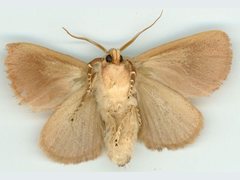 Comana monomorpha