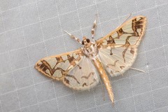 Polythlipta