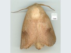 Comana monomorpha