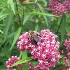 Bombus griseocollis