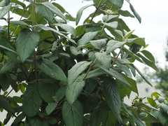 Viburnum rhytidophyllum