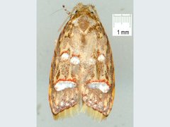 Lophopepla triselena