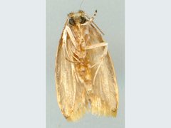 Lophopepla triselena