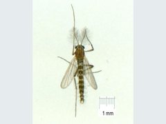 Kiefferulus intertinctus