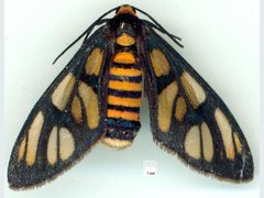 Amata paraula
