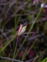 Juncus stygius americanus