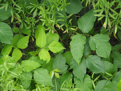Toxicodendron radicans