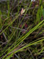 Juncus stygius americanus