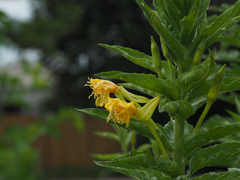 Oenothera biennis