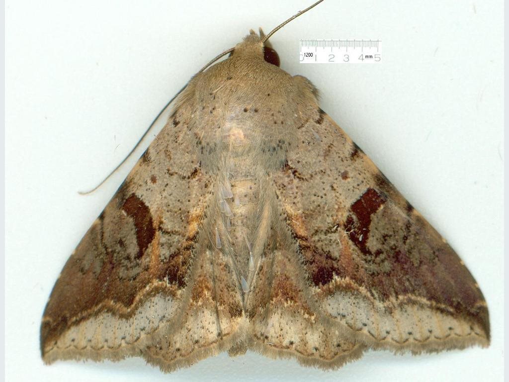 Ericeia goniosema