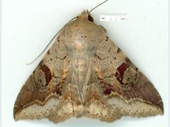 Ericeia goniosema