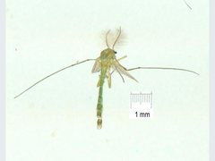 Chironomus javanus