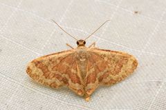 Lophophleps phoenicoptera