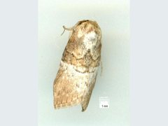 Acatapaustus mesoleuca