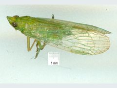 Dictyophara australiaca