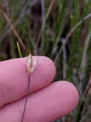 Juncus stygius americanus