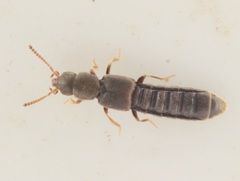 Phytosus spinifer