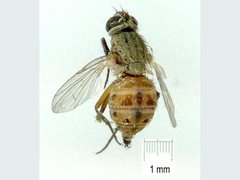 Atherigona orientalis