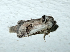 Parahypopta caestrum