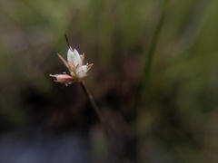 Juncus stygius americanus
