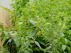 Oenothera biennis