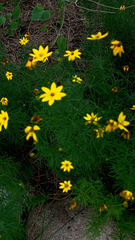 Coreopsis verticillata