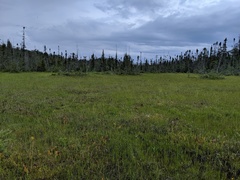 Juncus stygius americanus