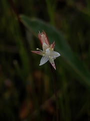 Juncus stygius americanus