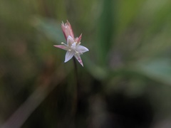 Juncus stygius americanus