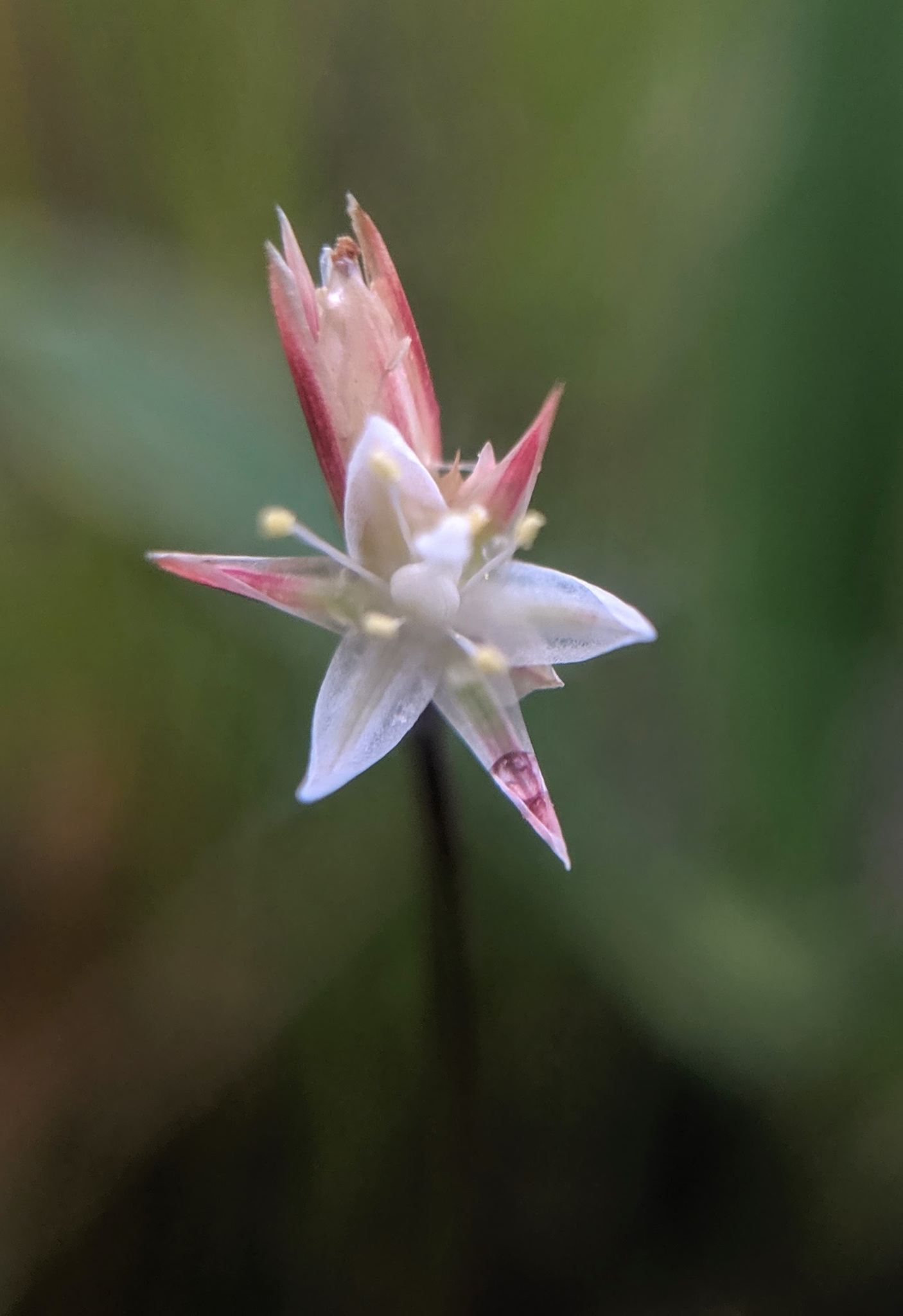 Juncus stygius var. americanus