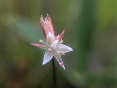 Juncus stygius americanus