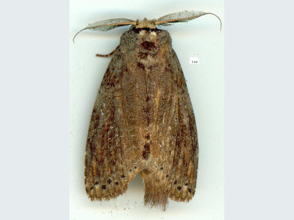 Archigargetta