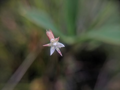 Juncus stygius americanus