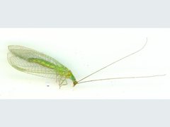 Plesiochrysa atalotis